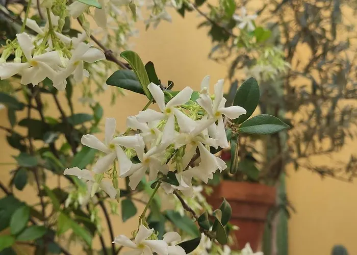 בית הארחה En 4*